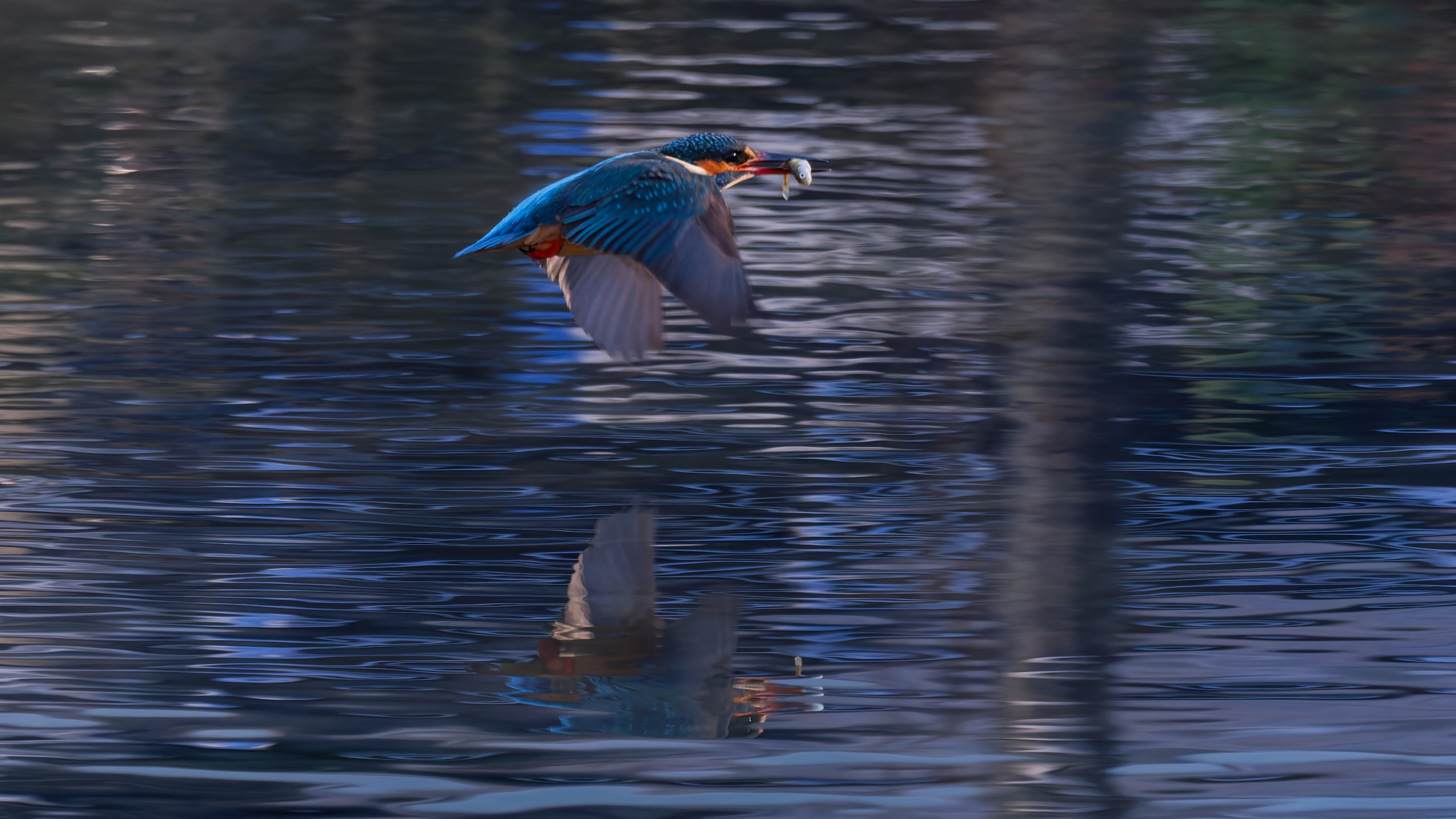 Eisvogel im Flug über Wasser mit Fisch.