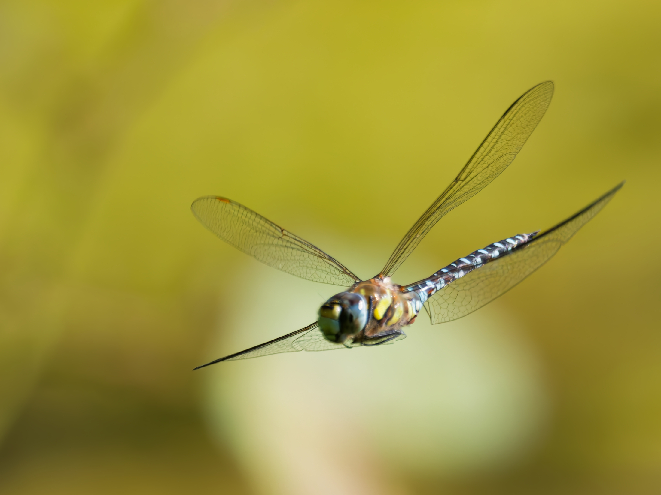 Herbst-Mosaikjungfer im Flug vor weichem gelbgrünem Hintergrund.