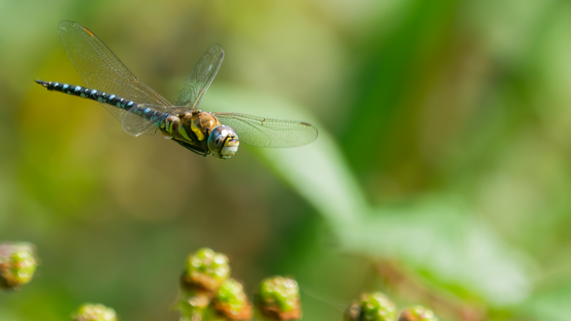 Herbst-Mosaikjungfer fliegt vor grünem, unscharfem Hintergrund.