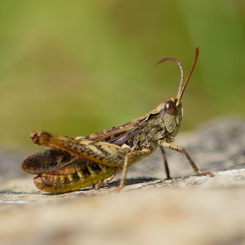 Brauner Grashüpfer in niedriger Seitenansicht auf einem hellen Stein vor einem weich verschwommenen grünen Hintergrund.