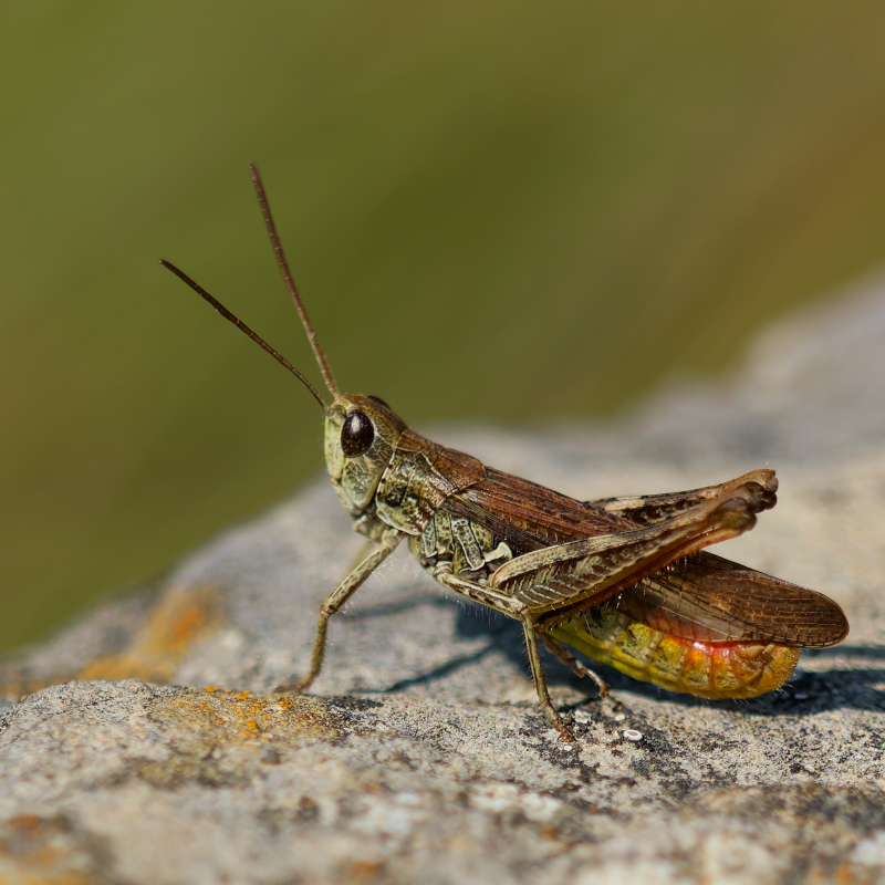 Brauner Grashüpfer in seitlicher Nahaufnahme auf einem hellen Felsen vor einem weich verschwommenen grünen Hintergrund.