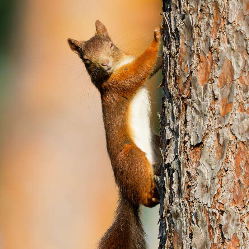 Eichhörnchen hängt an einem Baumstamm vor warmem, unscharfem Hintergrund.