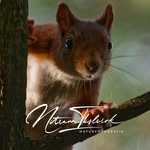Martin Korelski Naturfotografie