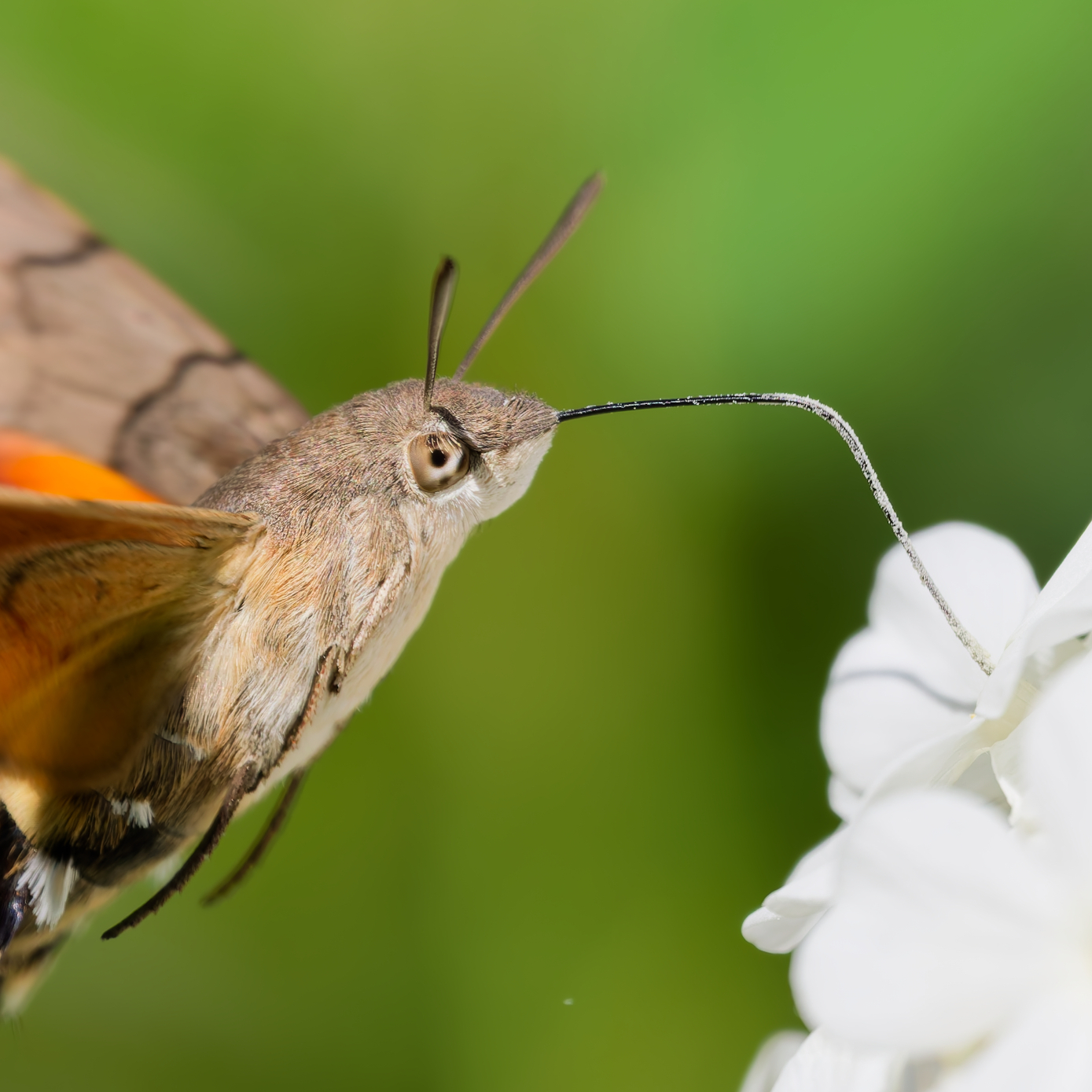 Fliegendes Taubenschwänzchen beim Nektarsaugen an einer weißen Blüte.