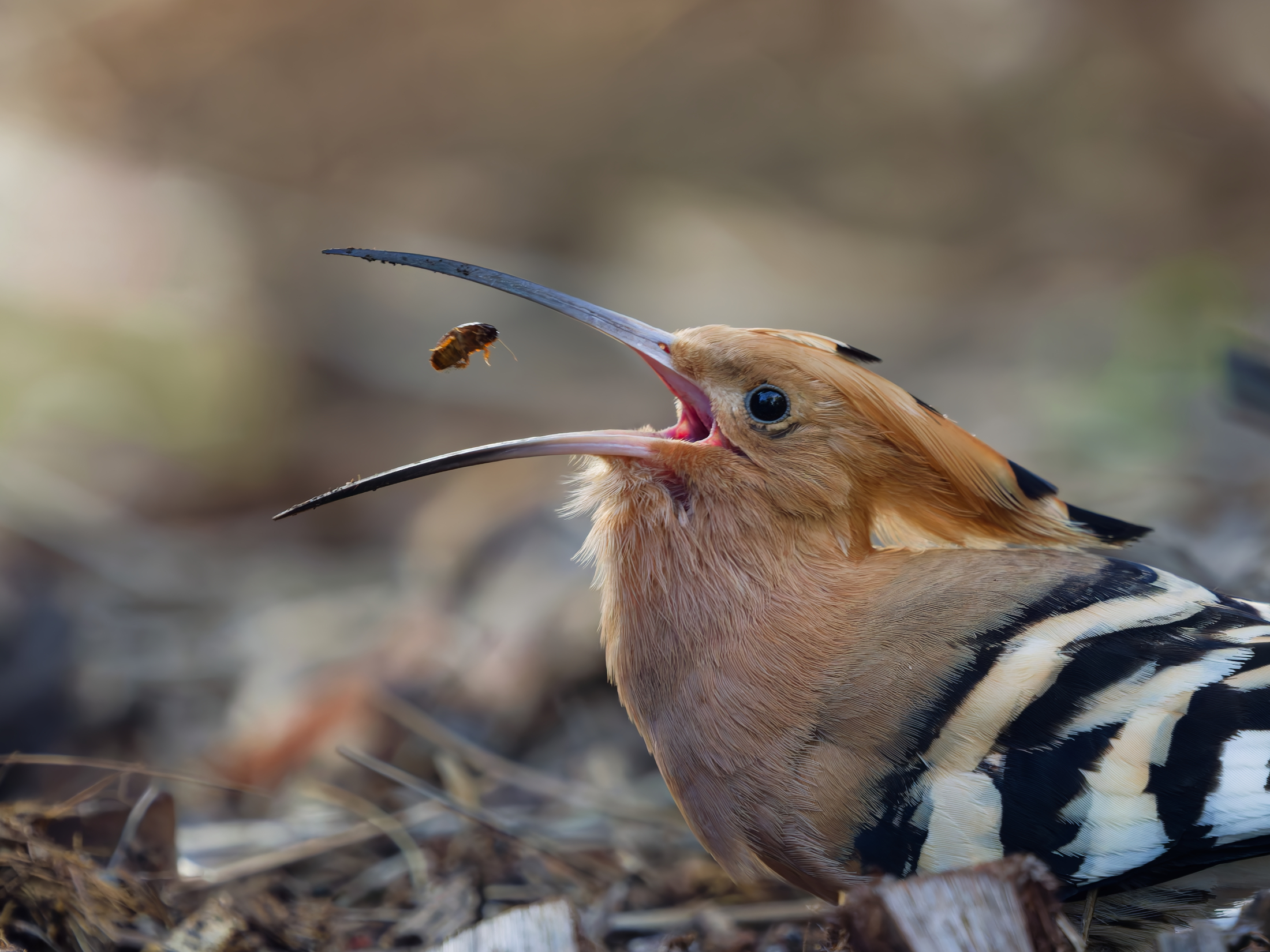 Eisvogel im Flug über Wasser mit Fisch