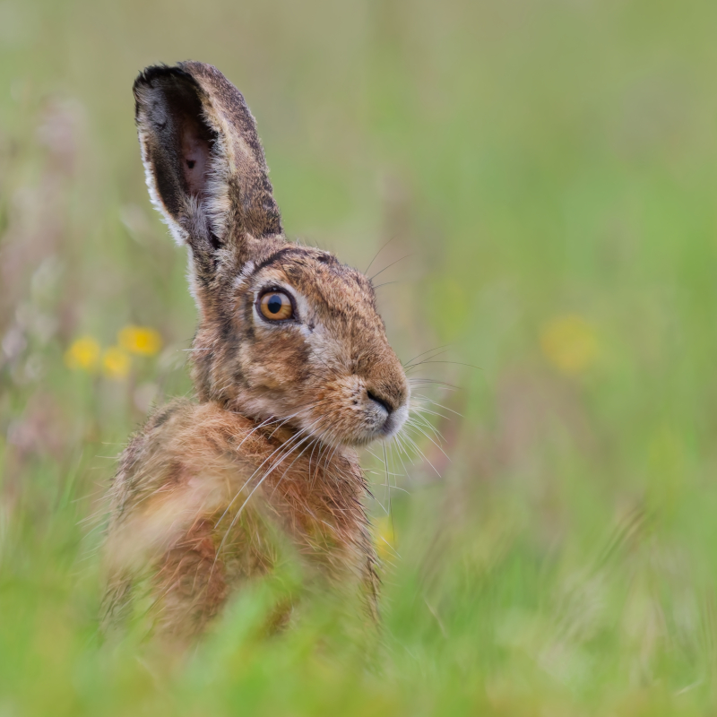 Feldhase im Gras.