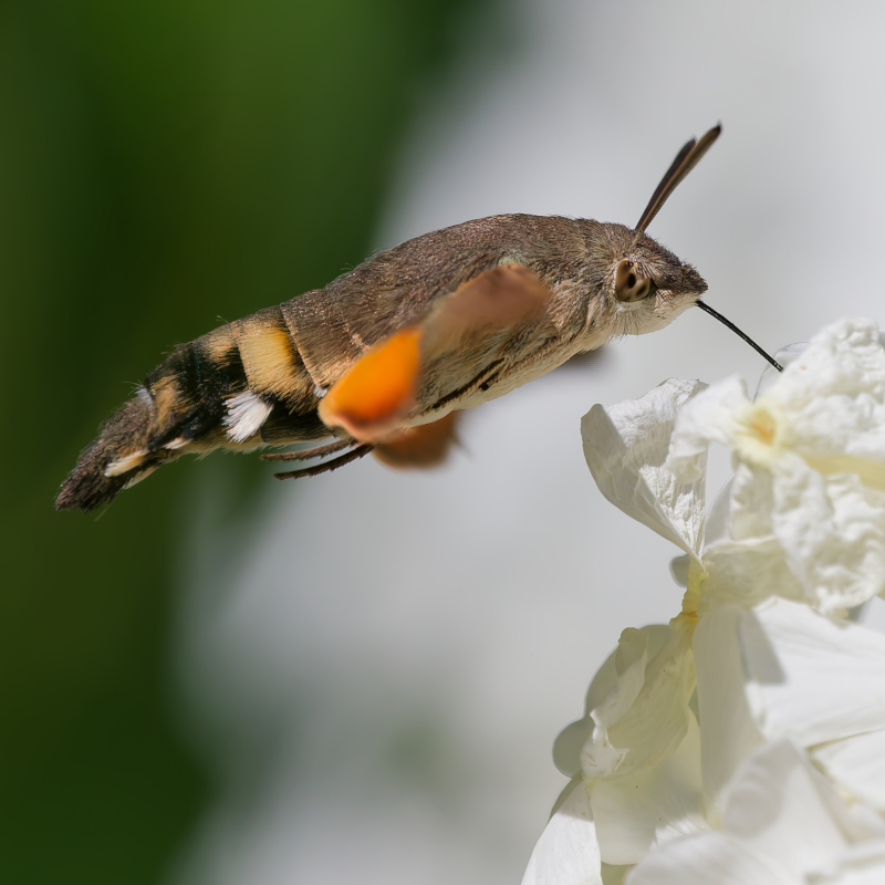 Taubenschwänzchen an einer Blüte.