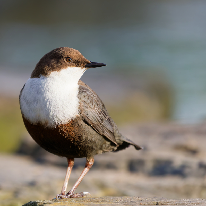 Wasseramsel am Wasser.